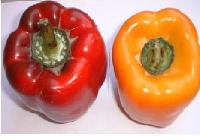 Global B2B directory Global trade lead